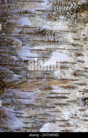 Silver Birch Bark. Stock Photo