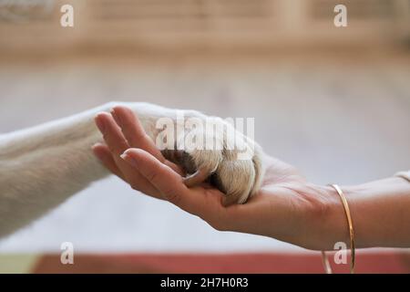 Side view close up of young woman holding paw of white dog, pet and human holding hands, copy space Stock Photo
