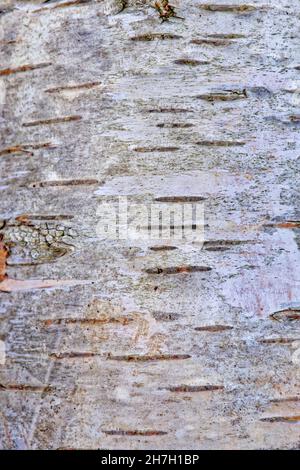 Silver Birch Bark. Stock Photo