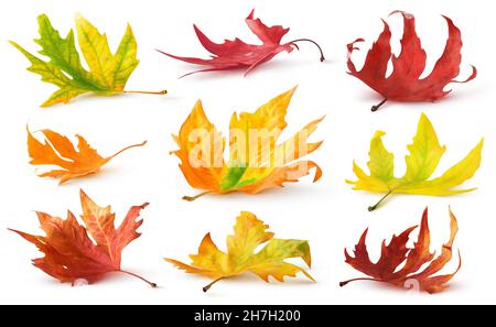 Isolated autumn leaves. Colourful fallen leaves on the ground with shadow isolated on white background Stock Photo