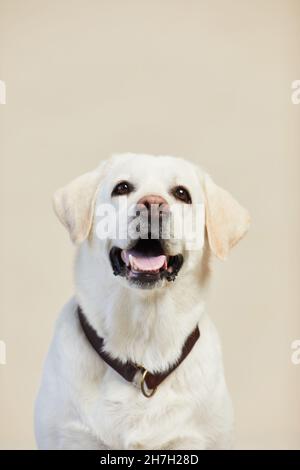 Vertical minimal portrait of white Labrador dog looking up on neutral beige background, copy space Stock Photo