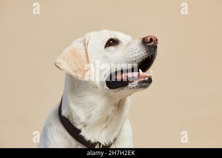 Minimal portrait of white Labrador dog looking up on neutral beige background, copy space Stock Photo