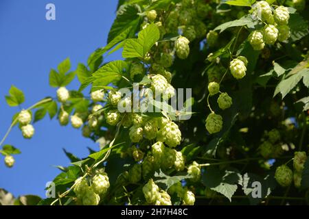 Hop plant with hop cones against the blue sky. Growing humulus, or hop plant. Hop plant background. Stock Photo