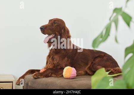 Side view portrait of beautiful Irish setter dog lying on dog bed in minimal home setting, copy space Stock Photo