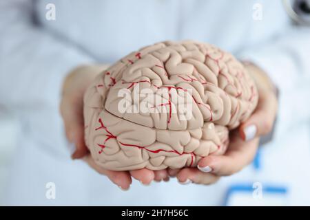 Doctor holding artificial model of human brain closeup Stock Photo