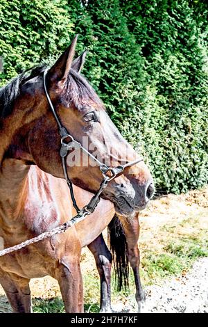 Pferd in Großaufnahme, Horse in Close up Stock Photo