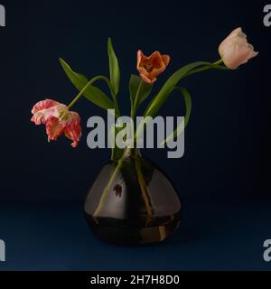 Still life of three pink and orange tulips in a recycled glass vase softly lit on a dark background Stock Photo