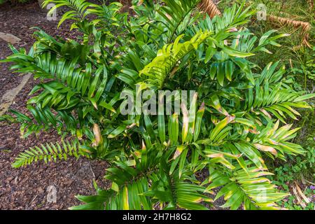 Cycad plant species Zamia muricata, found in Colombia and Venezuela - Florida, USA Stock Photo