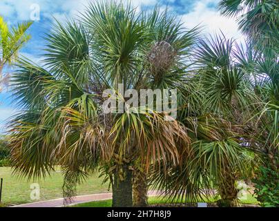 Bermuda palmetto a.k.a. bibby-tree (Sabal bermudana) - Florida, USA