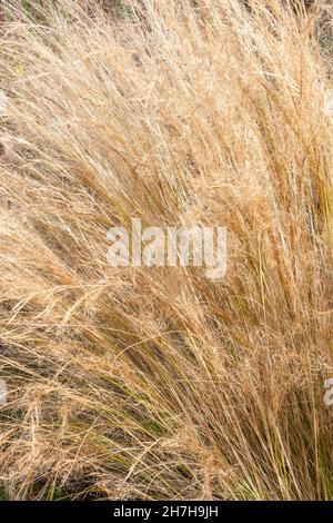 Stipa Tenuissima an evergreen ornamental  grass plant commonly known as Mexican feather grass, stock photo image Stock Photo