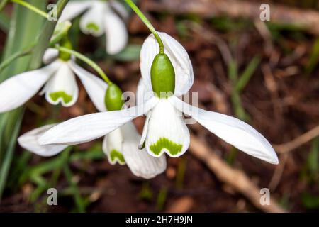 Snowdrop (Galanthus) 'Galatea' a winter spring flowering plant with a white green springtime flower which opens in January and February stock photo im Stock Photo