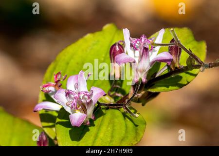 Tricyrtis hirta 'Tojen' a summer autumn fall flowering plant with a lilac purple summertime flower commonly known as Toad lily or Japanese Orchid Lily Stock Photo