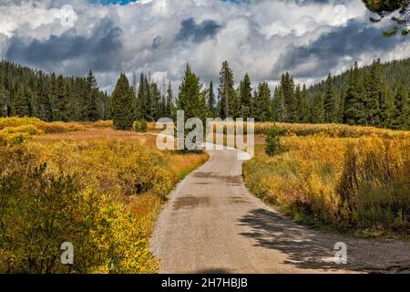 Fall color willow shrubs in wet meadow, Grassy Lake Road, Glade Creek valley, John D. Rockefeller Jr. Memorial Parkway protected area, Wyoming, USA Stock Photo