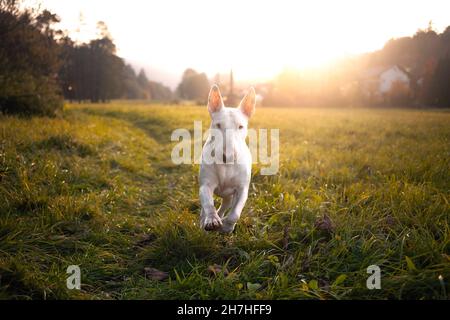 White Bull Rerrier on green grass at sunset Stock Photo