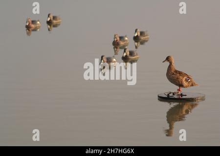 PAS-DE-CALAIS (62). BAY OF AUTHIE. FALSE DUCKS AND REAL ONE ON A POUND FOR DUCK HUNTING Stock Photo