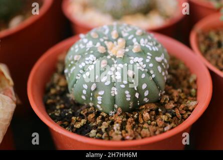 Closeup an Adorable Potted Astrophytum Asterias or Sand Dollar Cactus Plant Stock Photo