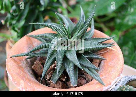 Closeup of Haworthia Limifolia or Fairy’s Washboard, a Unique Succulent Plant Native to Southeastern Africa Stock Photo