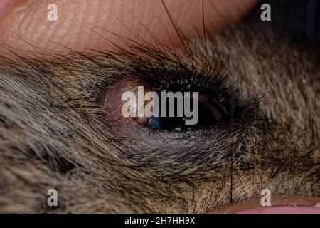 Russian dwarf hamster with eyelid abscess in macro view with selective focus Stock Photo