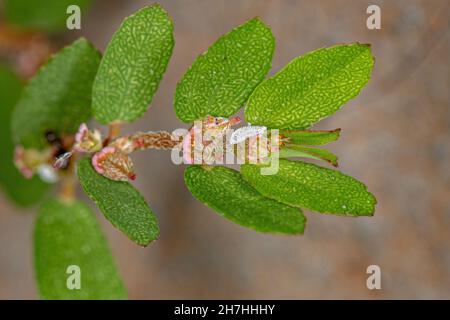 Mealybug of the Family Pseudococcidae on a branch of the plant Red Caustic-Creeper of the species Euphorbia thymifolia Stock Photo