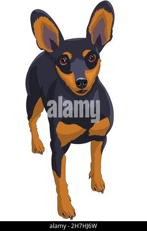 Drawing of a miniature pinscher isolated on a white background. Vector illustration. Stock Vector