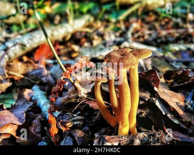 Closeup shot of wild mushrooms in the enchanting woods of France Stock Photo