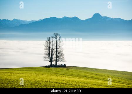 single tilia tree on Ballenbühl above autumn fog in Emmental Stock Photo