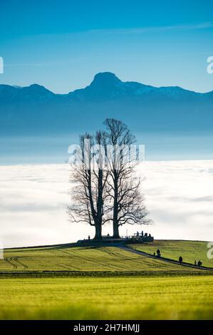 single tilia tree on Ballenbühl above autumn fog in Emmental Stock Photo