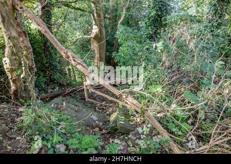 Fallen tree is blocking path in Raphoe, County Donegal - Ireland. Stock Photo