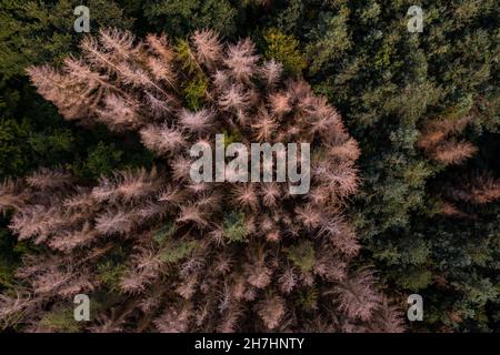 Dead spruce trees in a mixed forest seen from directly above Stock Photo