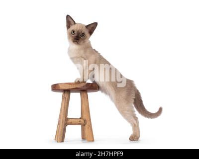 Adorable chocolate point Burmese cat kitten, standing side ways with front paws on litle wooden stool. Looking towards camera. Isolated on a white bac Stock Photo