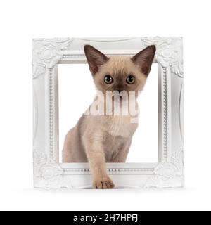 Adorable chocolate point Burmese cat kitten, standing through white picture frame. Looking towards camera. Isolated on a white background. Stock Photo