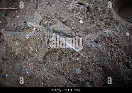 Broken feather on beach partially covered with sand and buried among crushed  washed up seashells and pieces of wood close up view Stock Photo