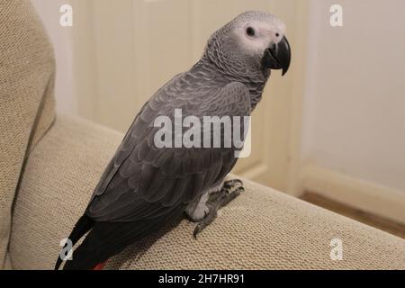 Baby Congo African Grey Parrot Pet Stock Photo