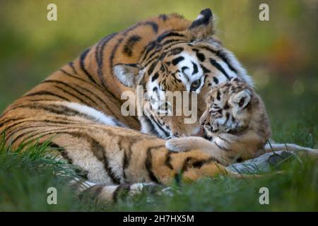 Amur tiger cuddling young cub Stock Photo