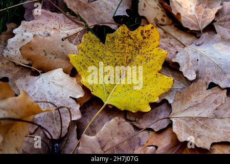 Yellow fallen leaves, beautiful autumn leaves on the ground. Autumn season background photo. Stock Photo