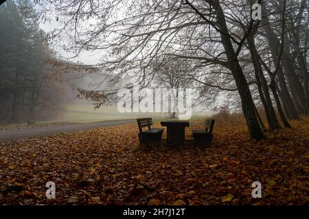 foggy view of a bench in the forest Stock Photo