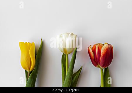 tulips isolated, with copy space for text. tulips on white. tulips close-up Stock Photo