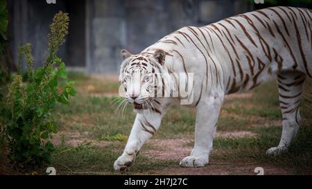 White tiger albino. Shallow depth of field Stock Photo