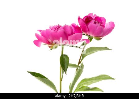 Two pink peonies isolated on white background. Floral card design Stock Photo