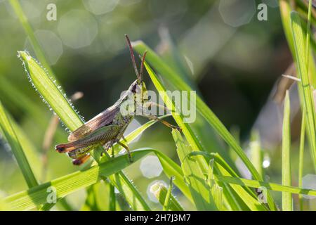 Gemeiner Grashüpfer, Grashüpfer, Männchen, Pseudochorthippus parallelus, Chorthippus parallelus, Chorthippus longicornis, common meadow grasshopper, m Stock Photo