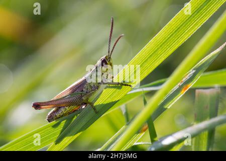 Gemeiner Grashüpfer, Grashüpfer, Männchen, Pseudochorthippus parallelus, Chorthippus parallelus, Chorthippus longicornis, common meadow grasshopper, m Stock Photo