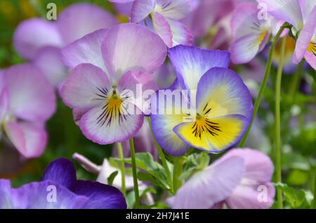 close-up of two pretty viola cornuta with a flower head of delicate lila and blue color against a natural blurred background Stock Photo