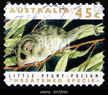 AUSTRALIA - CIRCA 1992: a stamp printed in the Australia shows Little Pygmy Possum, Cercartetus Lepidus, Marsupial Mammal, circa 1992 Stock Photo