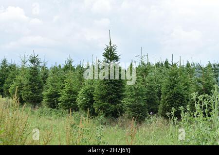 Christmas trees,  pine fir trees, lined up in a row in a field outside in winter.  with grass in front and a cloudy blue dramatic sky background Stock Photo