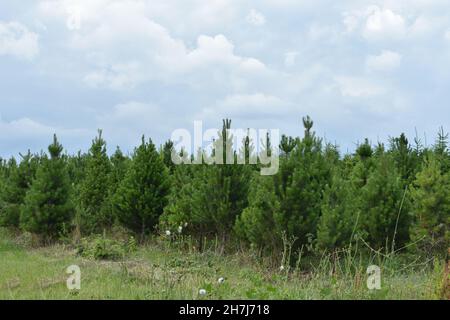 Christmas trees,  pine fir trees, lined up in a row in a field outside in winter.  with grass in front and a cloudy blue dramatic sky background Stock Photo