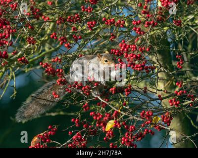 Grey Squirrel Sciurus carolinensis in autumn eating hawthorn berries Stock Photo