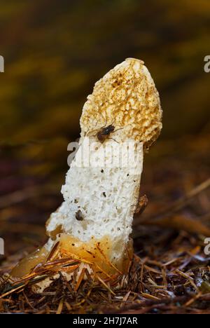 Flies, attracted by the foul smell, on Common stinkhorn in a forest Stock Photo