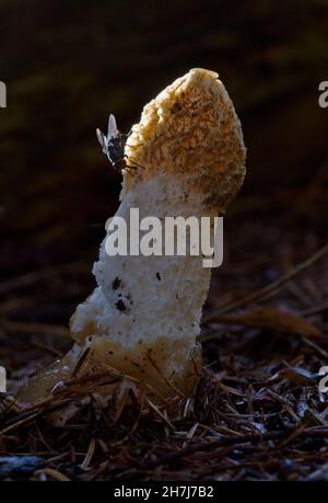 Flies, attracted by the foul smell, on Common stinkhorn in a dark forest Stock Photo