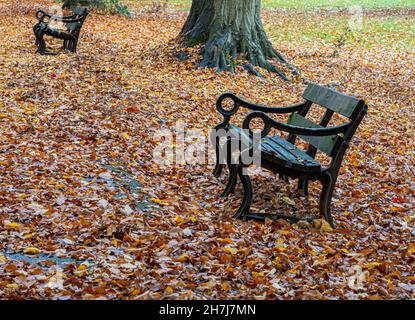 Benches in autumn beech leaves on The Promenade in Clifton Village Bristol UK Stock Photo