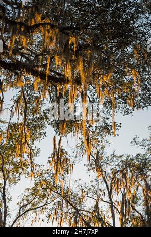 Sunset colors bathe the Spanish Moss hanging from Live Oak trees in North Central Florida. Stock Photo